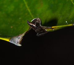 Eriovixia pseudocentrodes