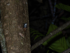 Penthicodes farinosus