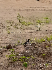 Acridotheres tristis