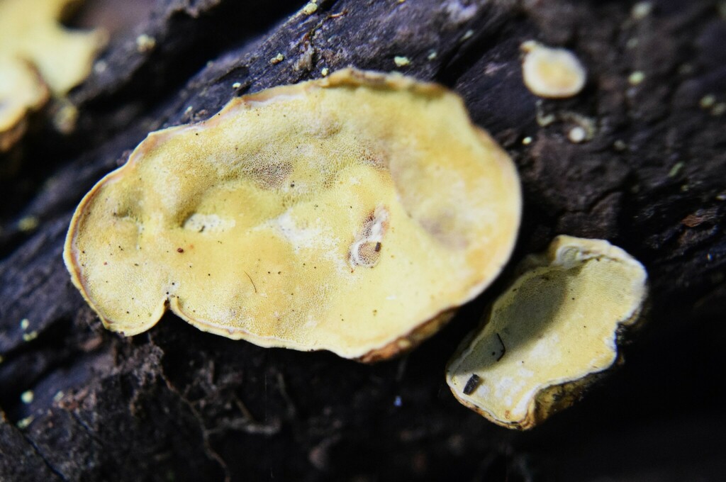 Austeria citrea · March 2025 · photo: © davidwhyte (iNaturalist, cc-by-sa)