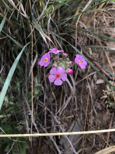 Androsace mariae