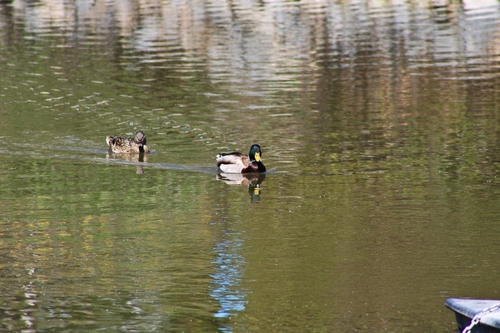 iNaturalist observation photo of Mallard
