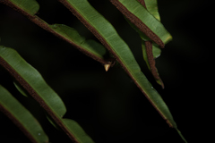 Eriovixia pseudocentrodes