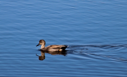 iNaturalist observation photo of Gadwall