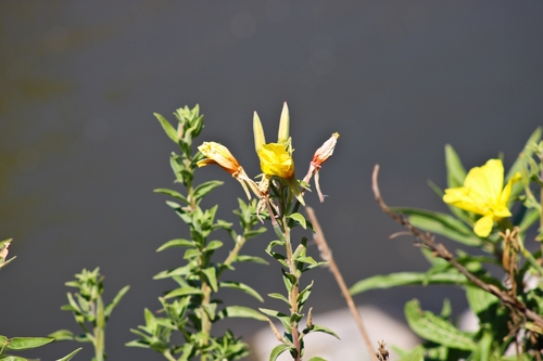 iNaturalist observation photo of tall evening primrose
