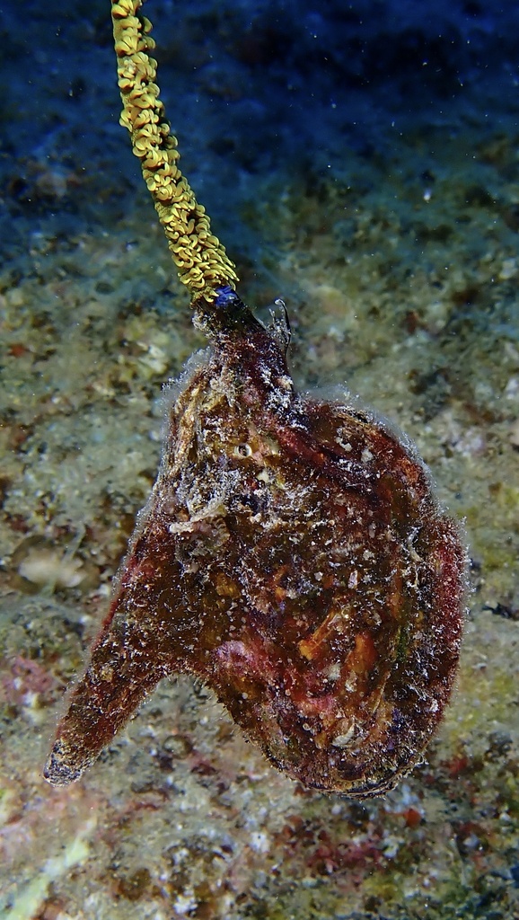 Winged Pearl Oyster