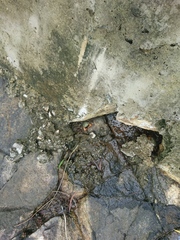 Parasesarma