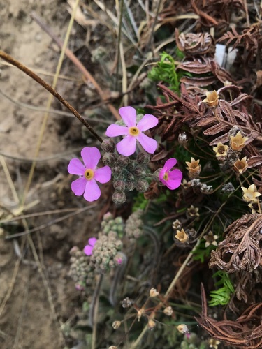 Androsace tibetica