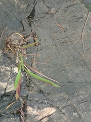 Parasesarma