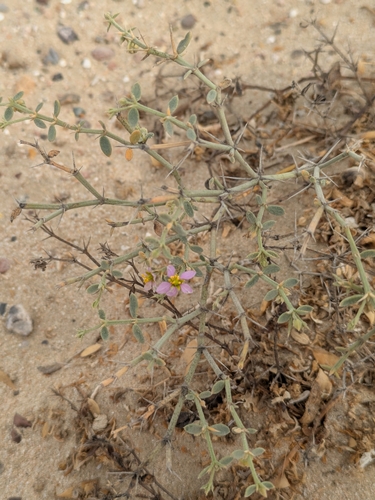 Image of Zygophyllum indicum by (c) Denys Vynokurov, some rights reserved (CC BY)