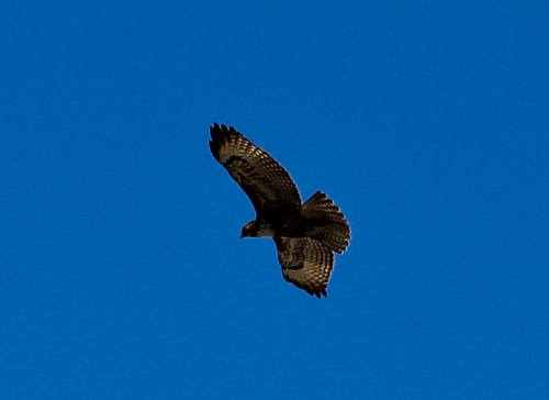 iNaturalist observation photo of Red-tailed Hawk