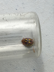 Paropsisterna nobilitata