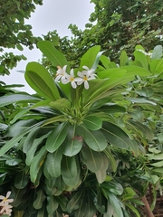 Plumeria obtusa