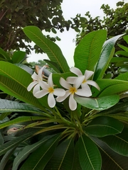 Plumeria obtusa