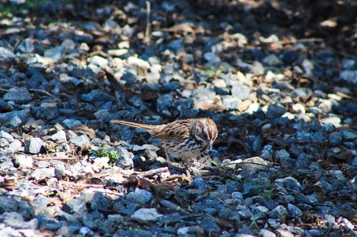 iNaturalist observation photo of Song Sparrow