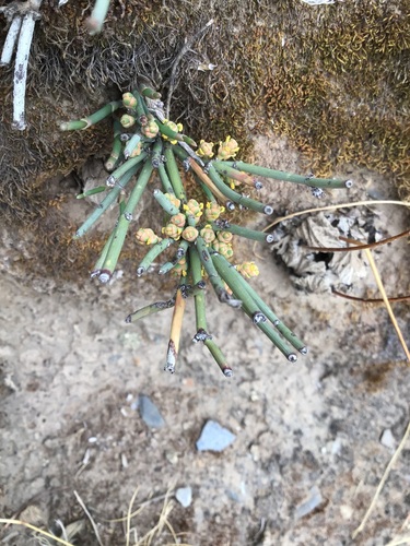 Gerard's Jointfir (Ephedra gerardiana)
