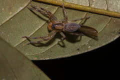 Thelcticopis