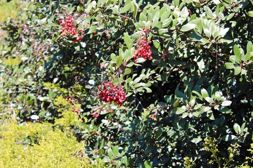 iNaturalist observation photo of Toyon