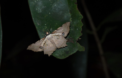 Xylinophylla