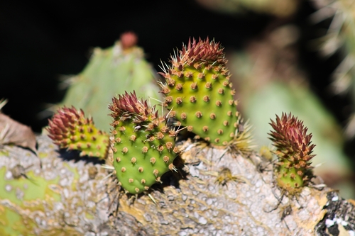iNaturalist observation photo of Coastal Pricklypear