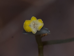 Burmannia
