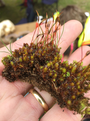Syntrichia antarctica
