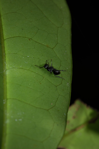 Polyrhachis sukarmaniPolyrhachis sukarmani