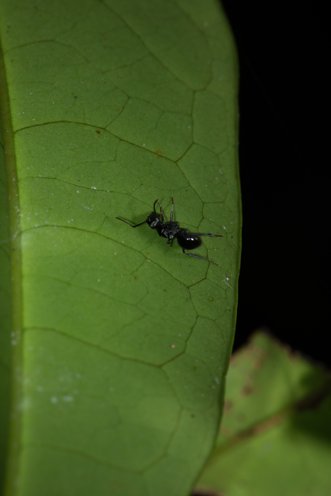 Polyrhachis sukarmani