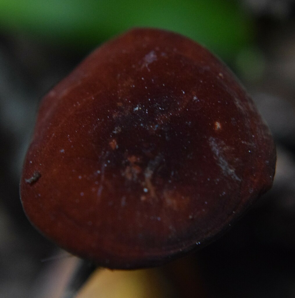 Marasmius elegans · March 2025 · photo: © davidwhyte (iNaturalist, cc-by-sa)