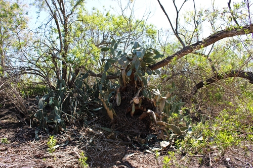 iNaturalist observation photo of Indian fig opuntia