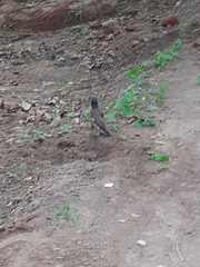 Acridotheres tristis