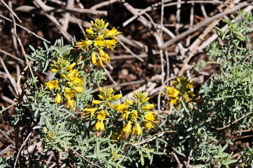 iNaturalist observation photo of Bladderpod