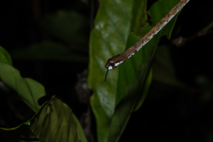 Aplopeltura boa