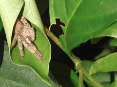 Heteropoda onoi
