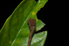 Aplopeltura boa