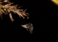 Eriovixia pseudocentrodes