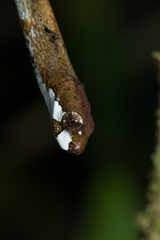 Aplopeltura boa