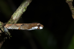 Aplopeltura boa