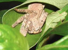 Heteropoda onoi