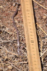 Rena humilis humilis
