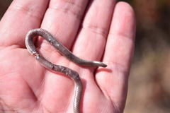 Rena humilis humilis