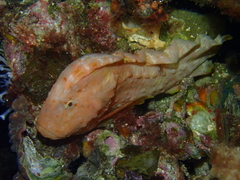 Smooth Prowfish photo 2