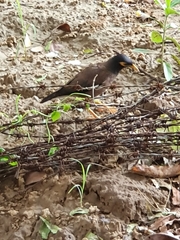 Acridotheres tristis