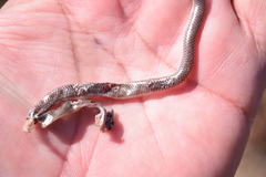 Rena humilis humilis