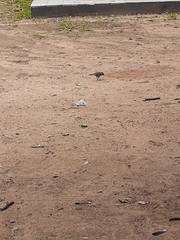 Acridotheres tristis