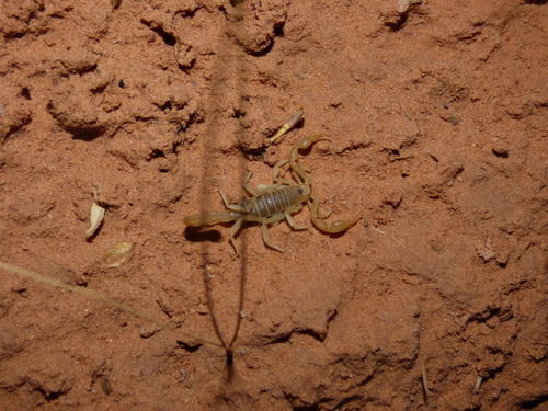 Eastern sand scorpion photo 3