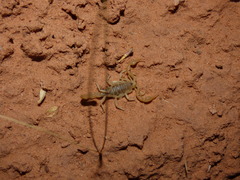 Paruroctonus utahensis