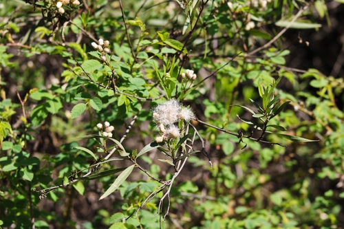 iNaturalist observation photo of mule fat