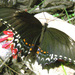 Mariposa Cometa Bicolor - Photo (c) Howard Byrne, algunos derechos reservados (CC BY-NC), subido por Howard Byrne
