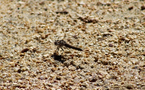 iNaturalist observation photo of Variegated Meadowhawk